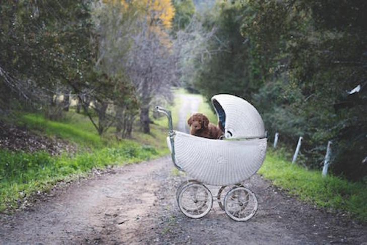 Se plimbau cu un cărucior pentru bebeluşi. Toţi credeau că au un copil. ŞOC!Ce era înăuntru, de fapt