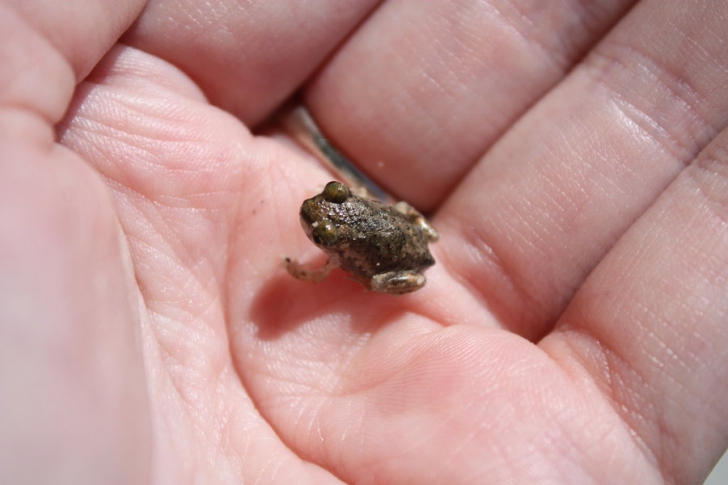 Oamenii de ştiinţă au descoperit o specie nouă de broască. E atât de mică, încât încape pe o unghie