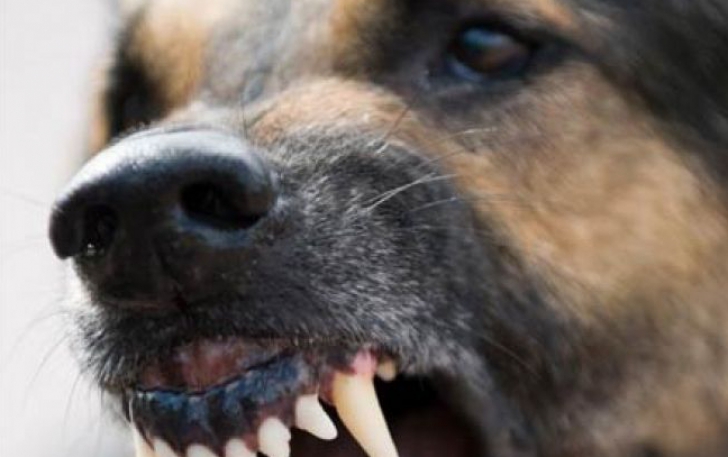 Copil atacat de un câine în Râmnicu Vâlcea, salvat de polițiști! Proprietarul animalului a fugit