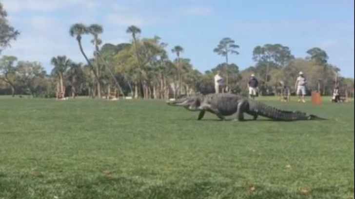 Imagini incredibile. Un aligator intră pe teren în timpul unui turneu de golf. Ce face acolo