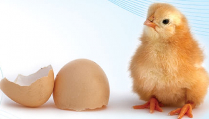 Care a fost primul, oul sau găina? O dilemă veche de mii de ani a fost lămurită