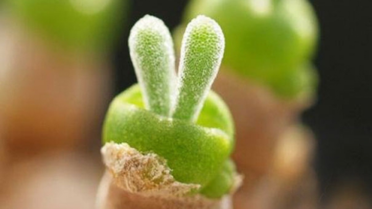 Iepurași crescuți în ghiveci, ultimul moft în materie de plante de interior 