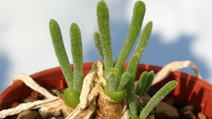 Iepurași crescuți în ghiveci, ultimul moft în materie de plante de interior 