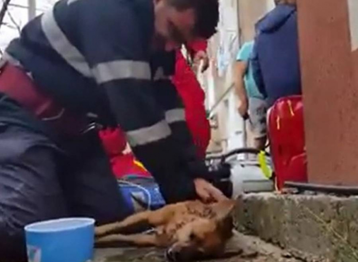 Un pui de câine aruncat într-un sac legat la gură a fost salvat de pompieri