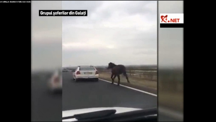 Imagini revoltătoare surprinse în Galaţi: Un cal legat de o maşină este târât pe o şosea. VIDEO
