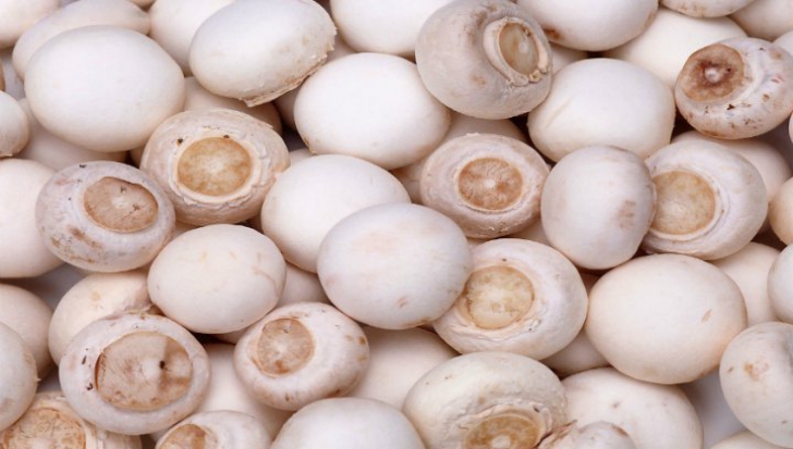 Adevărul nespus despre ciupercile Champignon din supermarketuri. Le consumi fără să ştii asta!