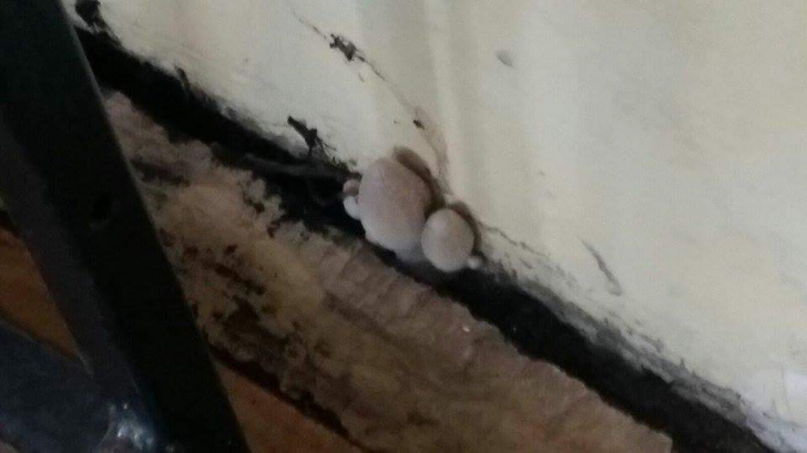 Imagini şoc la un liceu din Constanţa. Au crescut ciuperci în clasă din cauza mucegaiului 