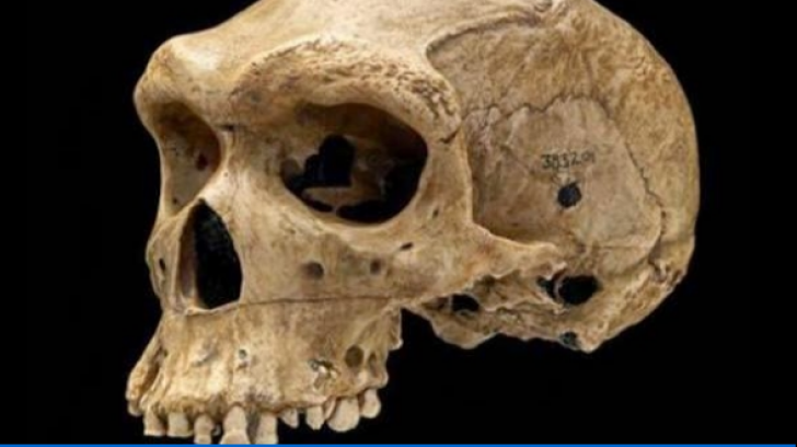 Un craniu de 400.000 de ani ar putea elucida  evoluția strămoșilor oamenilor în Europa