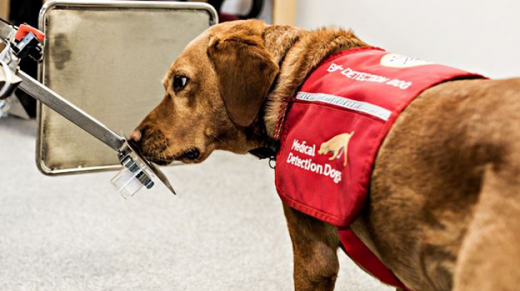 Câini care detectează cancerul. Program revoluționar de diagnosticare pe cale de a fi lansat