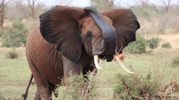 Un elefant şi-a ucis dresorul, în timp ce acesta îl spăla