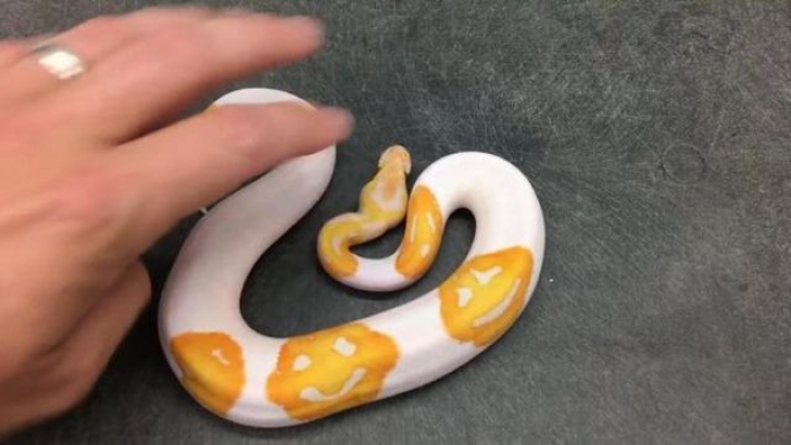 Un crescător de șerpi i-a uimit pe cercetători: a obținut după 8 ani un piton cu emoji pe corp