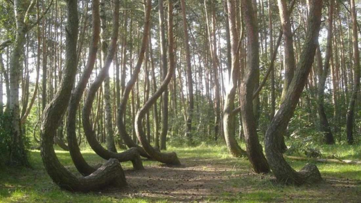 Misterul „pădurii îndoite”. De ce au crescut copacii cu o formă aşa ciudată