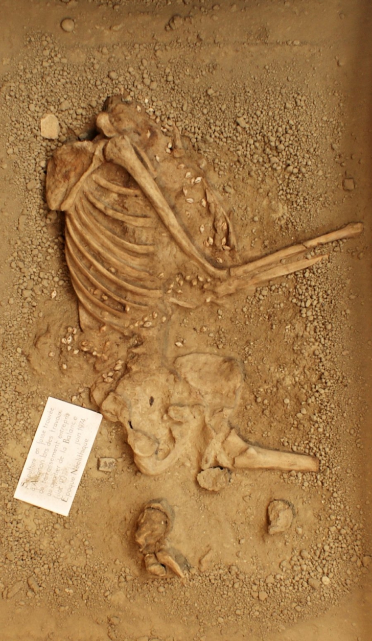 Descoperirea uimitoare făcută într-un mormânt vechi de 7000 de ani din Franţa - "Este excepţional!"