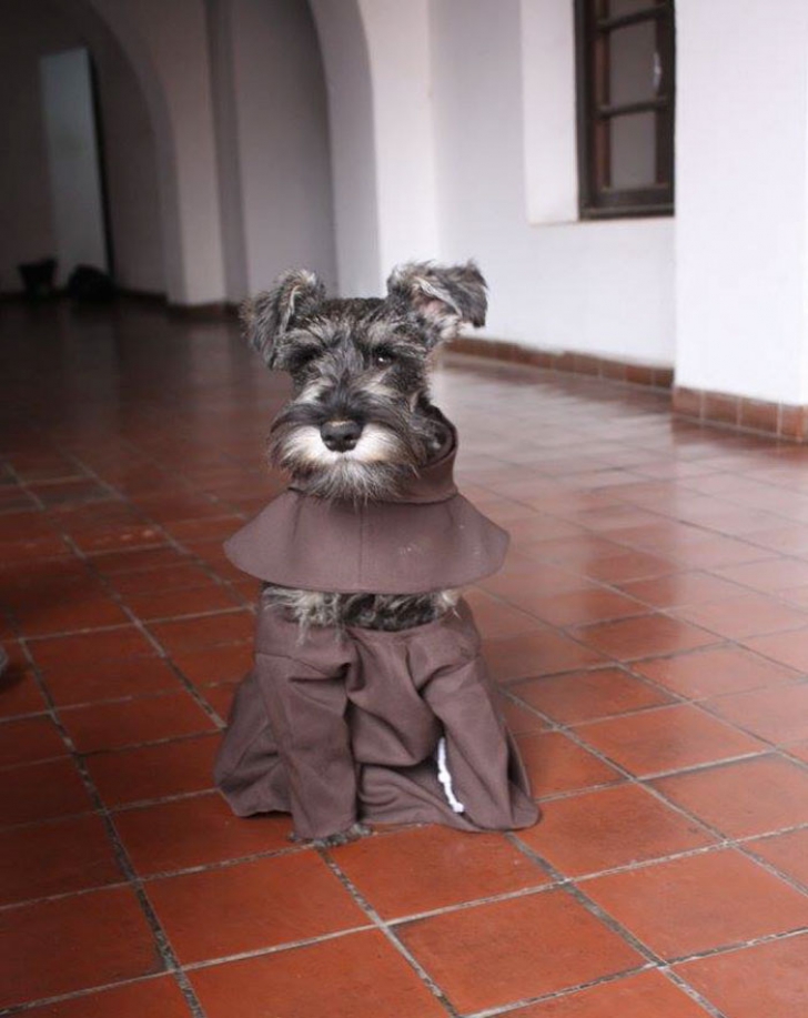 Un grup de călugări a găsit un câine fără stăpân. Povestea emoţionantă care a cucerit internetul 