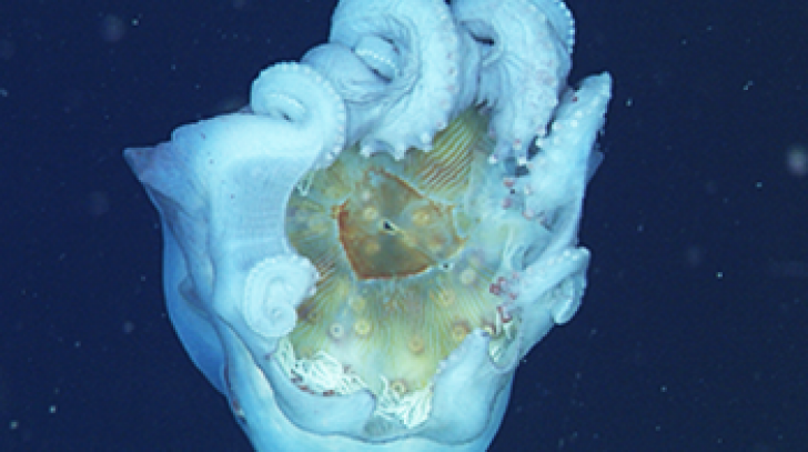 Festin subacvatic. Imagini rare cu una dintre cele mai misterioase creaturi marine