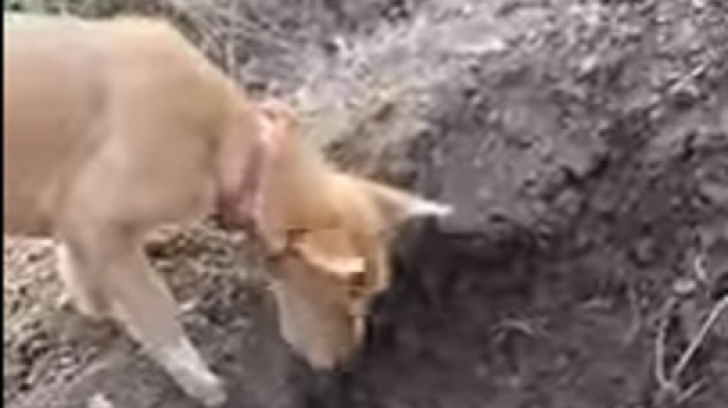Imagini impresionante ale unui câine care își îngroapă fratele mort! 