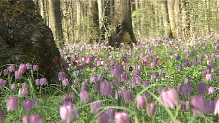 Floarea RARĂ, monument al naturii - înfloreşte doar 14 zile pe an. În ce zonă din România se găseşte