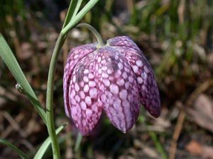 Floarea RARĂ, monument al naturii - înfloreşte doar 14 zile pe an. În ce zonă din România se găseşte
