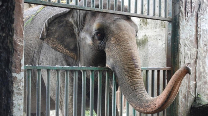 Povestea emoționantă a celui mai trist elefant din lume. Guvernul refuză să-l ajute