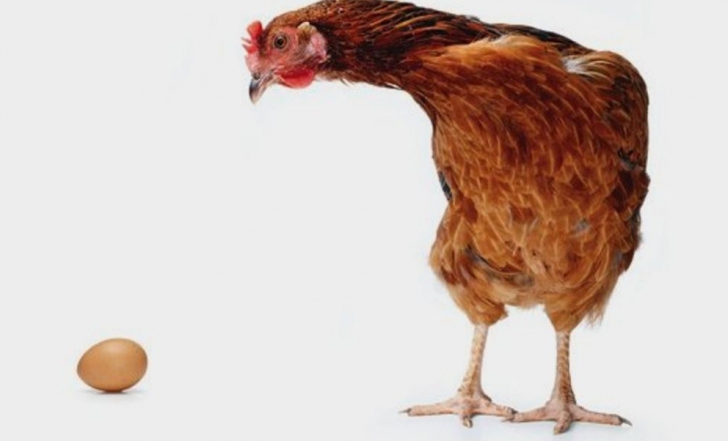Cercetătorii britanici susţin că găina a fost prima care a apărut, deoarece formarea ouălor este posibilă numai datorită unei proteine gasite în ovarele păsării.