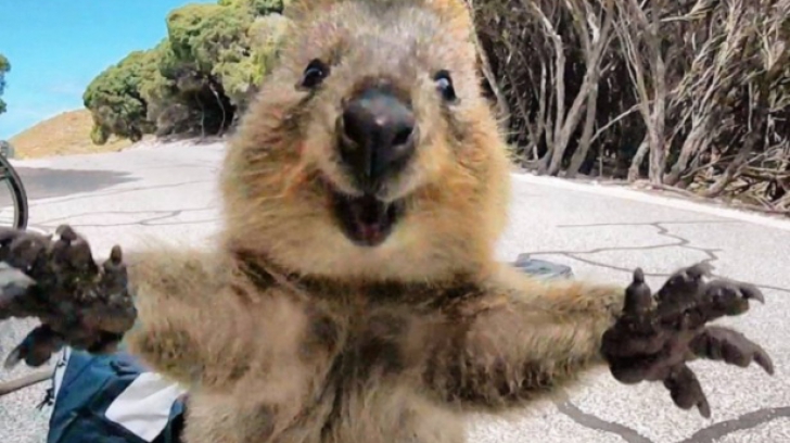 Vezi cum arată cel mai fericit marsupial. Viețuitoarea a devenit star pe rețelele de socializare