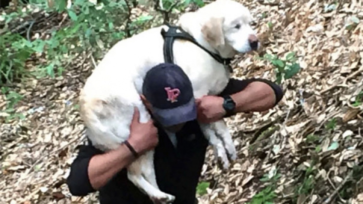 Labrador orb salvat din întâmplare după ce s-a pierdut în pădure. Salvatorul a refuzat recompensa