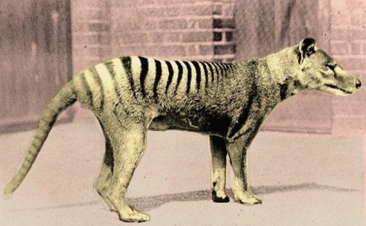 La 80 de ani de la EXTINCŢIE, un animal legendar a fost zărit