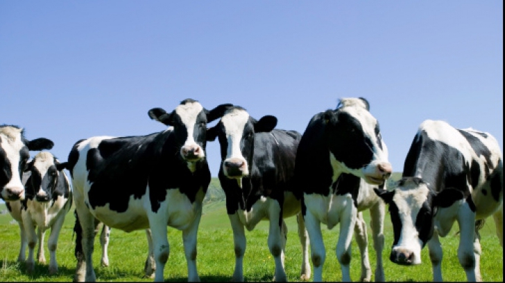 Turcia a "expulzat" 40 de vaci olandeze, pe fondul scandalului diplomatic dintre cele două state