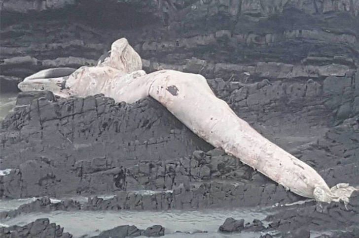 Monstru marin eşuat pe o plajă 