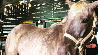 Acest cal merge zilnic la bar ca să bea bere 