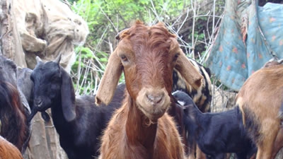 Ţara în care, OFICIAL, caprele şi oile pot fi folosite ca MONEDE de SCHIMB. Ce poţi plăti cu ele