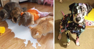 Ce se întâmplă când copiii rămân singuri acasă cu animalele lor? Cele mai amuzante poze