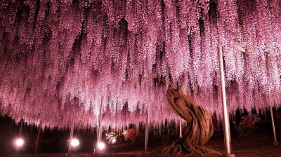 Frumusețe dincolo de imaginație! Natura în toată splendoarea la Festivalul glicinei din Japonia