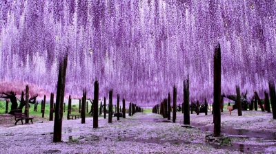 Frumusețe dincolo de imaginație! Natura în toată splendoarea la Festivalul glicinei din Japonia