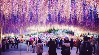 Frumusețe dincolo de imaginație! Natura în toată splendoarea la Festivalul glicinei din Japonia