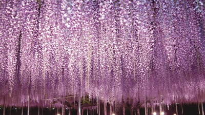 Frumusețe dincolo de imaginație! Natura în toată splendoarea la Festivalul glicinei din Japonia