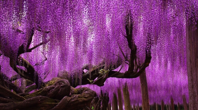 Frumusețe dincolo de imaginație! Natura în toată splendoarea la Festivalul glicinei din Japonia