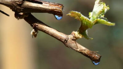 Terapia uimitoare care vindecă peste 100 de boli. Ce sunt lacrimile viţei de vie