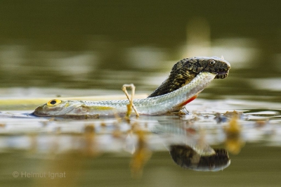 O specie rară de șarpe se află chiar în Delta Văcărești din Capitală