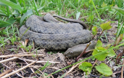 O specie rară de șarpe se află chiar în Delta Văcărești din Capitală