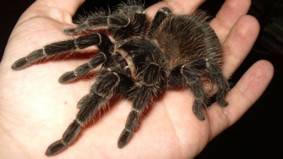 Trăieşte cu 1500 de tarantule şi a investit enorm în visul ei! Cât timp îi ia să le îngrijească