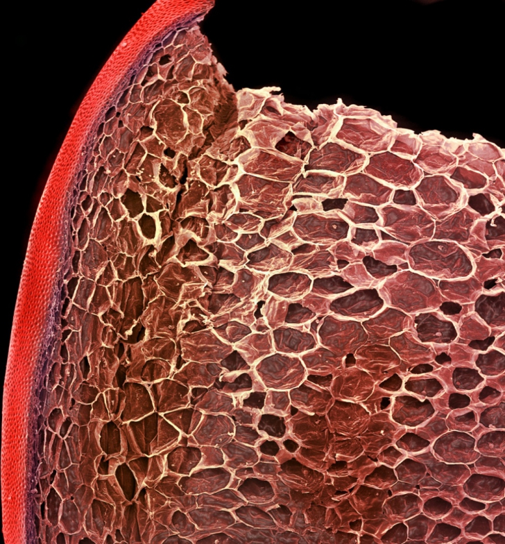 Alimentele, privite la microscop: nu ai văzut niciodată așa ceva! Imagini fascinante