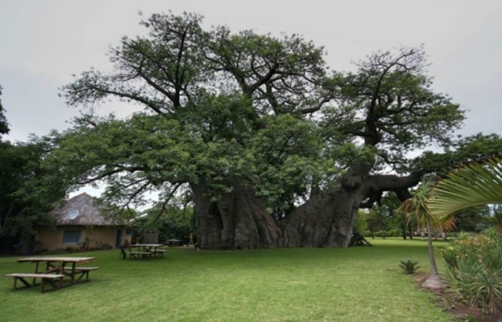 Au găsit un copac în vârstă de 1000 de ani. Trunchiul avea o uşă.Au intrat, e IREAL ce au descoperit