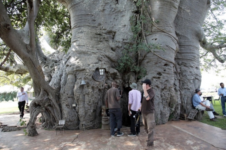 Au găsit un copac în vârstă de 1000 de ani. Trunchiul avea o uşă.Au intrat, e IREAL ce au descoperit