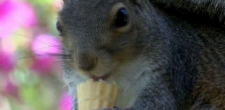 Clientul SPECIAL al unei gelaterii - o veveriţă vine în fiecare dimineaţă pentru porţia de îngheţată