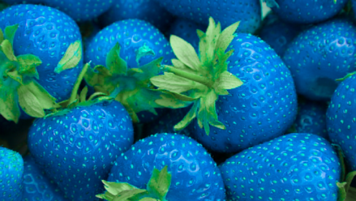 Căpșunele albastre: mit sau realitate? Ai mânca asa ceva?