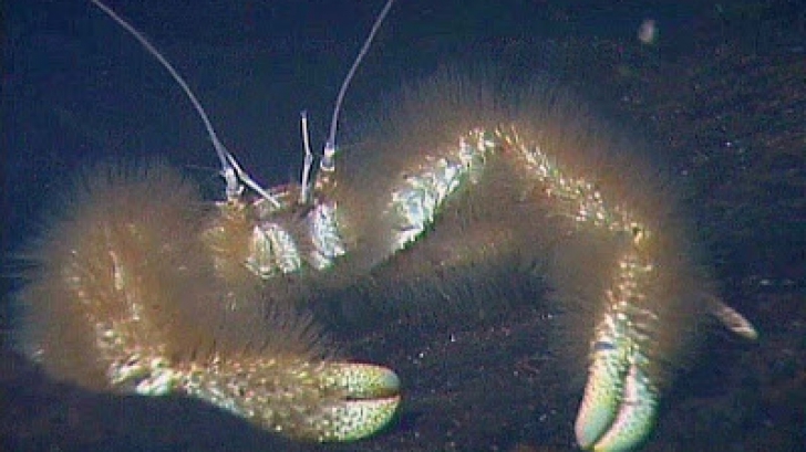 Aceste crustacee sunt aproape indestructibile. S-au adaptat celor mai vitrege condiții de viață