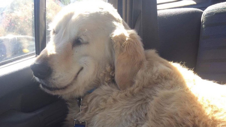 Imagini virale! Expresii amuzante ale unor câini după anestezie