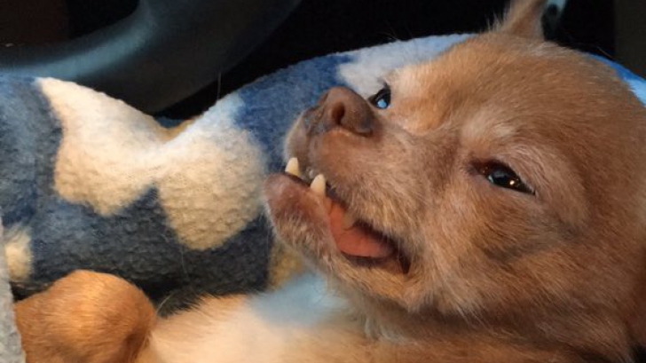 Imagini virale! Expresii amuzante ale unor câini după anestezie