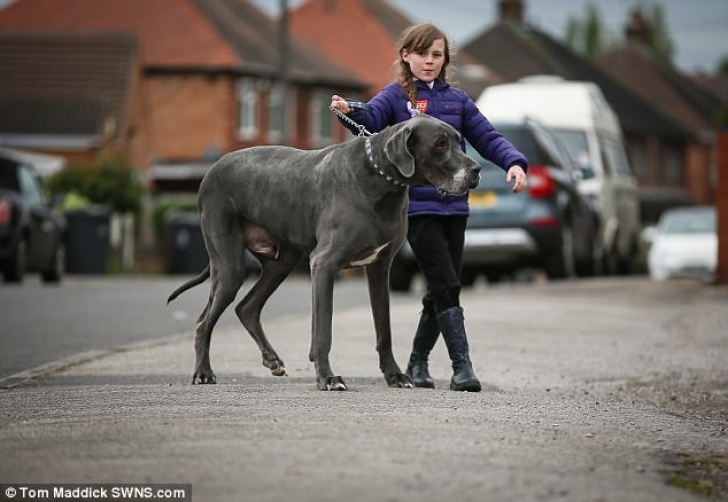 Cel mai MARE câine din Anglia cântăreşte cât un pui de elefant şi iubeşte pisicile